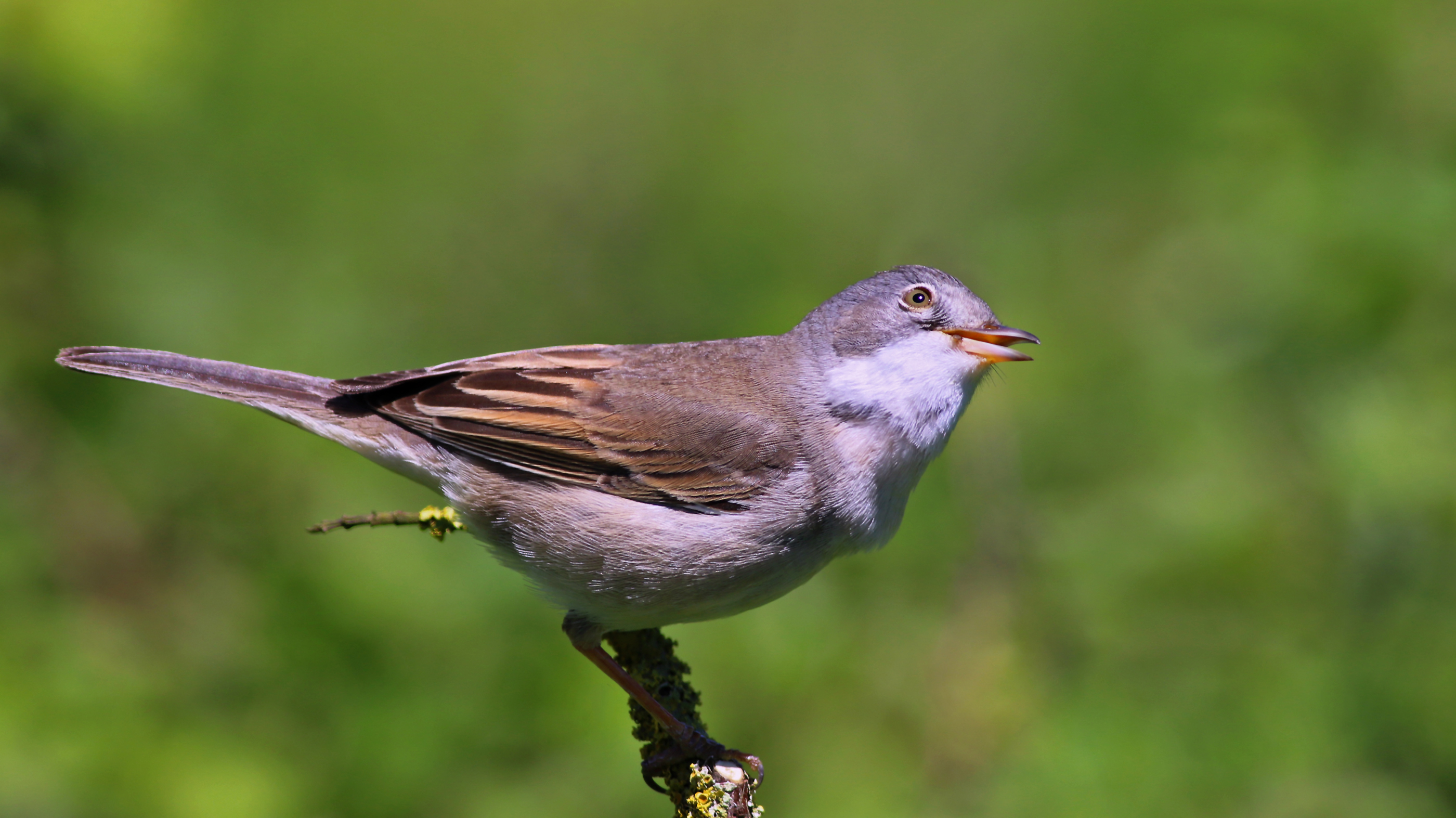 Greater Whitethroat